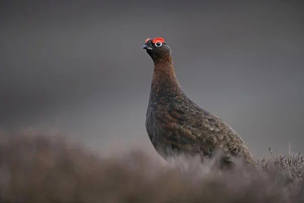 Red grouse, Lagopus lagopus — Stockfoto