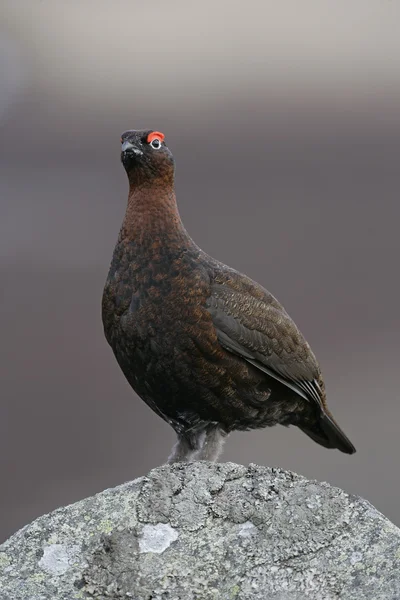 Grouse vermelho, Lagopus lagopus — Fotografia de Stock