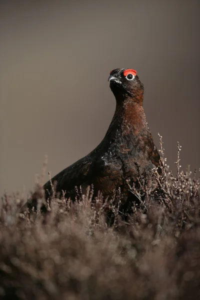 Red grouse, Lagopus lagopus — Stockfoto