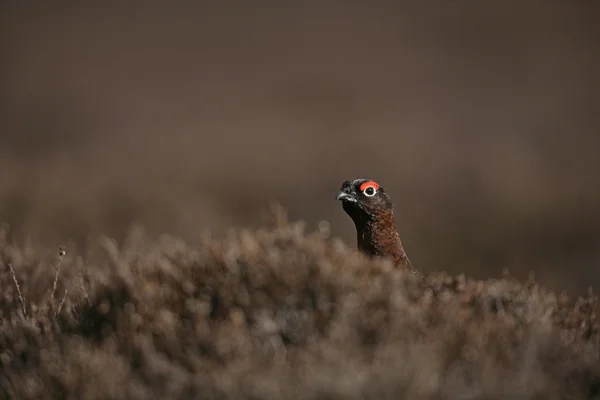 Red grouse, Lagopus lagopus — Stockfoto