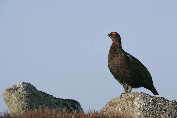 赤いライチョウ、道央道央 — ストック写真