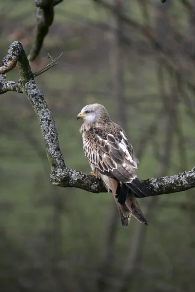 Červený drak, Milvus milvus — Stock fotografie