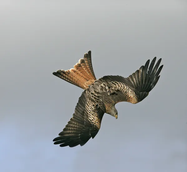 Kite vermelha, Milvus milvus — Fotografia de Stock