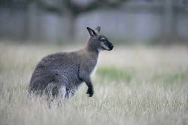 Kızıl enseli kanguru, macropus rufogriseus