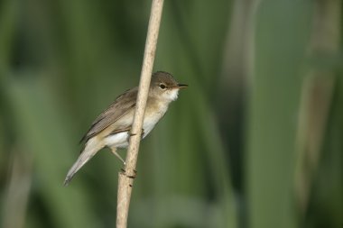 Karekiet, acrocephalus scirpaceus