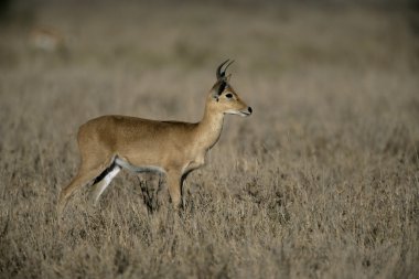 Bogoh reedbuck, Redunca redunce