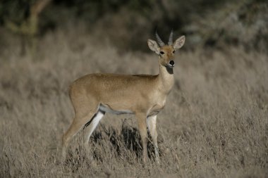 Bogoh reedbuck, Redunca redunce