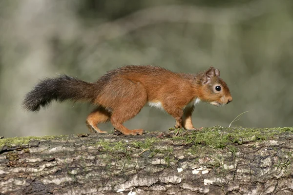 กระรอกสีแดง, Sciurus หยาบคาย — ภาพถ่ายสต็อก