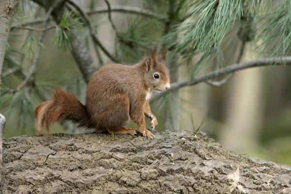 Zrzavá veverka, sciurus vulgaris — Stock fotografie