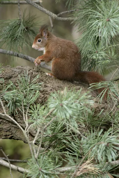 붉은 다람쥐, sciurus vulgaris — 스톡 사진