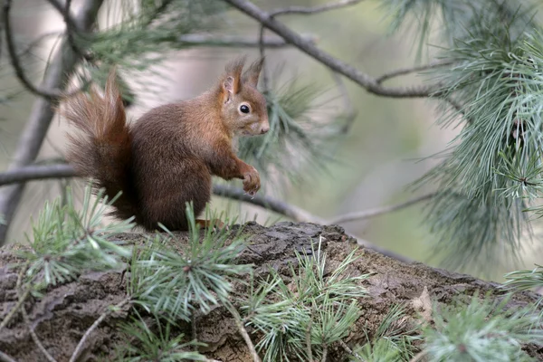 กระรอกสีแดง, Sciurus หยาบคาย — ภาพถ่ายสต็อก