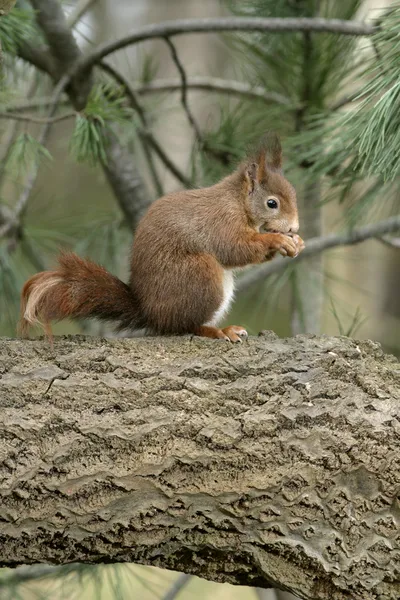 Κόκκινο σκίουρο, sciurus vulgaris — Φωτογραφία Αρχείου