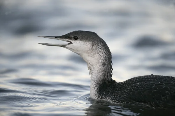 Red-throated diver, Gavia stellata — Stock Photo, Image