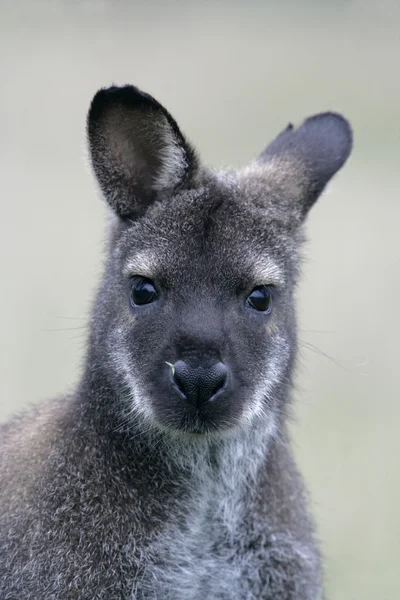 Kızıl enseli kanguru, macropus rufogriseus — Stok fotoğraf