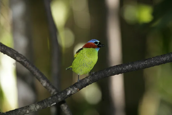 Tanager dal collo rosso, Tangara cyanocephala — Foto Stock