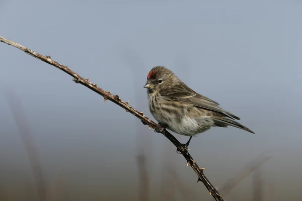 Menor redpoll, cabaré Carduelis — Fotografia de Stock