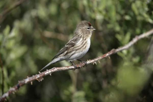 Čečetka malá, carduelis kabaret — Stock fotografie