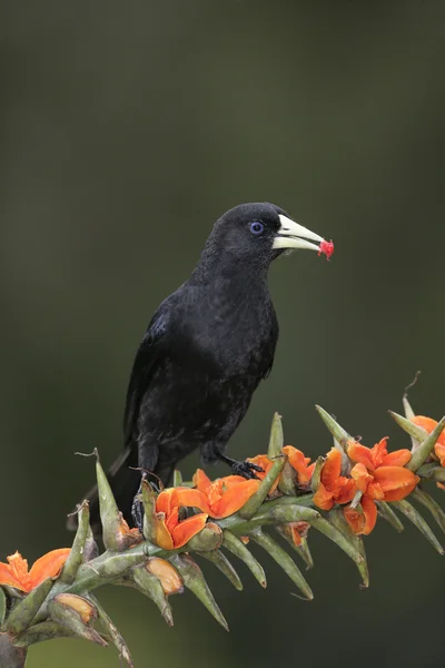 Červená-zlutohrbetý, cacicus haemorrhous — Stock fotografie