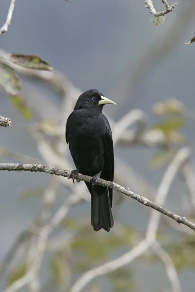 Краснопоясничный касик, Cacicus haemorrhous — стоковое фото