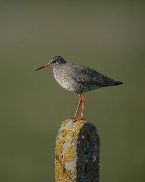 Redshank, Tringa totanus — Stock Photo, Image