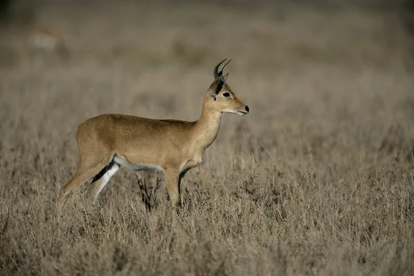 Bogoh reedbuck, Redunca redunce — Foto Stock