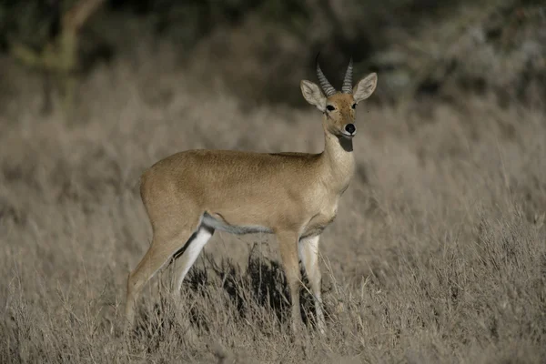 Bogoh reedbock, redunca redunce — Stockfoto