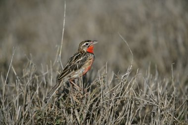 pembe göğüslü longclaw, macronyx ameliae