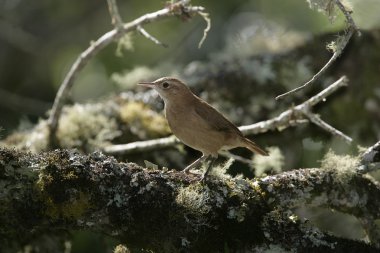Kızılca hornero, furnarius rufus
