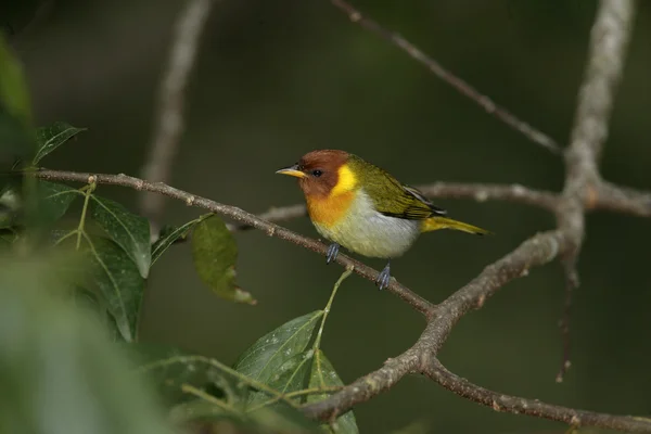 Red-headed tanager, Piranga erythrocephala — Stock Photo, Image