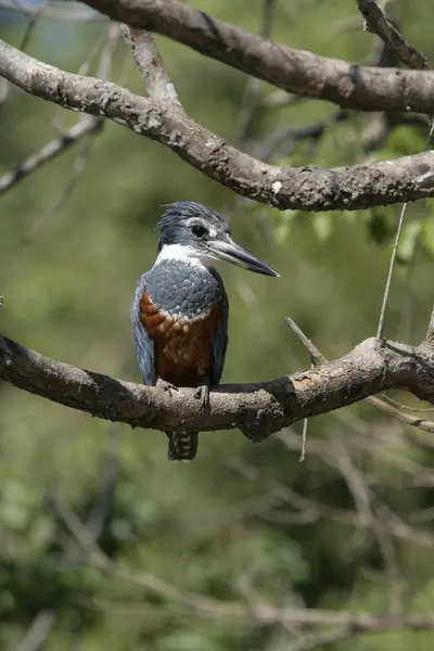 Ringed kingfisher, Megaceryle torquata — Stock Photo, Image