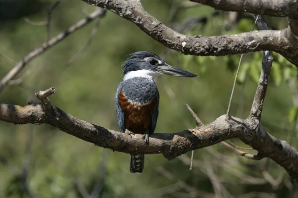 Снежная зимовка, Megaceryle torquata — стоковое фото