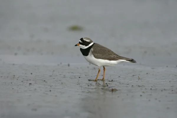 Obrącznik, Charadrius hiaticula — Zdjęcie stockowe