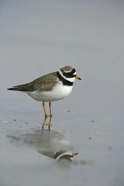 Regenpfeifer, Charadrius hiaticula — Stockfoto