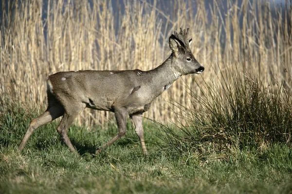 Karaca, capreolus capreolus — Stok fotoğraf