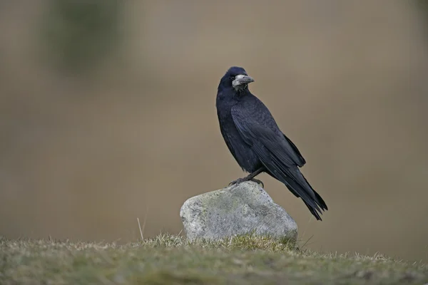 Rook, Corvus frugilegus, — Photo