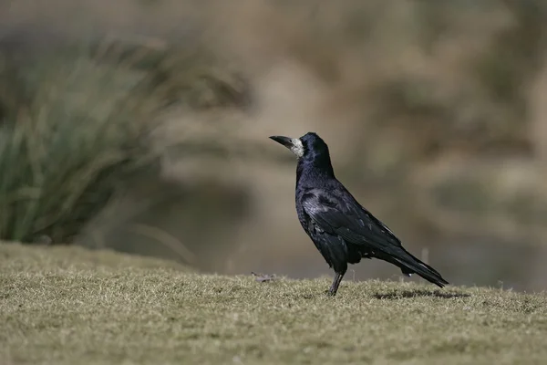 Bástya, corvus frugilegus, — Stock Fotó