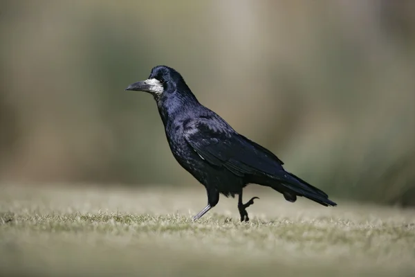 Torre, Corvus frugilegus , — Foto de Stock