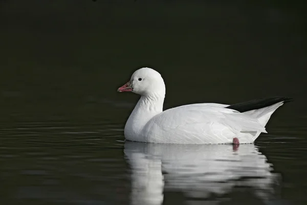 Ross's goose, Anser rossii — Stock Photo, Image