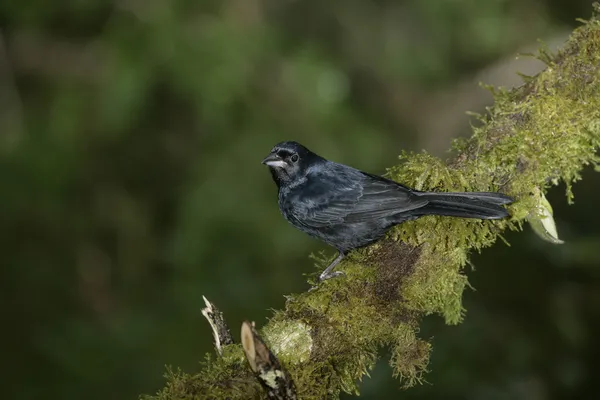 Tanager coronado con rubí, Tachyphonus coronatus — Foto de Stock