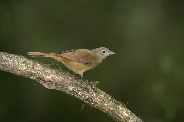 Ruby koronowany tanagr Hymenopus tachyphonus — Zdjęcie stockowe