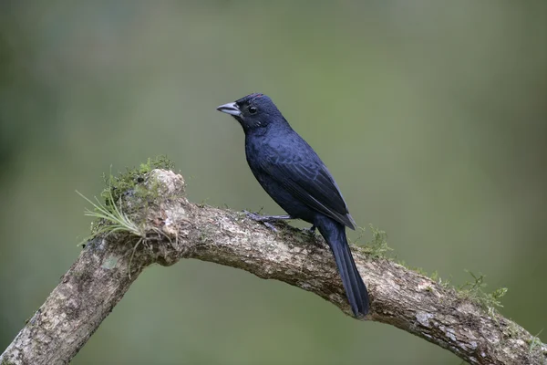 Ruby-crowned tanager, Tachyphonus coronatus — Stock Photo, Image