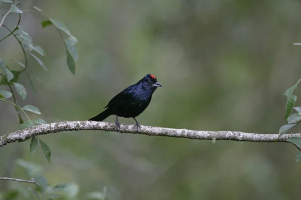 Ruby-gekroond Thraupidae, tachyphonus coronatus — Stockfoto