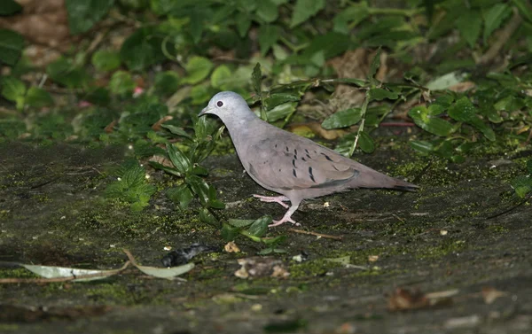 Ruddy ground-dove, Columbina talpacoti — Stock Photo, Image