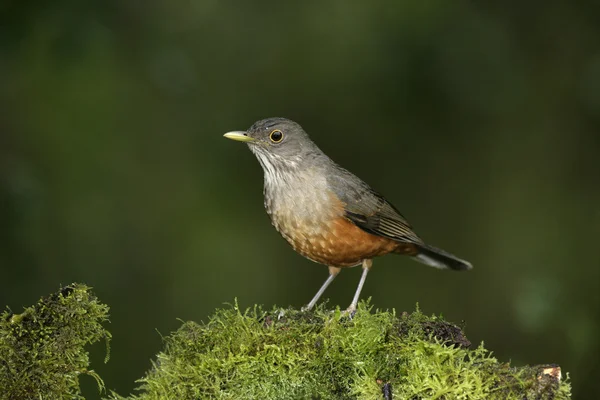 チャバラアカゲラ ツグミ、つぐみ rufiventris — ストック写真