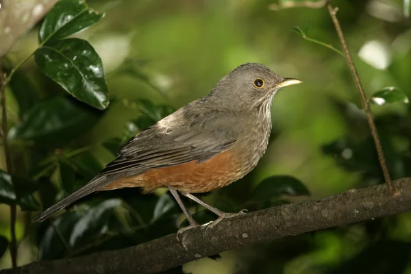 Kızıl karınlı pamukçuk, turdus rufiventris — Stok fotoğraf