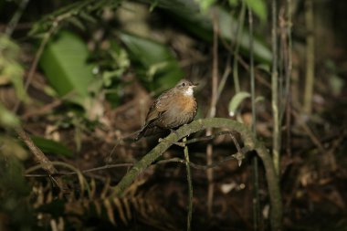Kızıl göğüslü leaftosser, sclerurus scansor