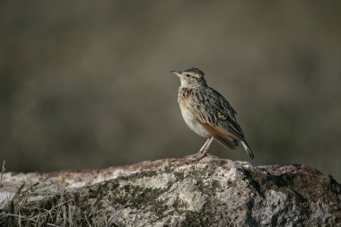 Kızıl enseli toygar, mirafra africana