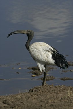 Kutsal aynak threskiornis aethiopicus