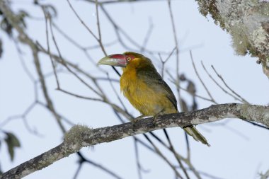 Safran toucanet, baillonius bailloni