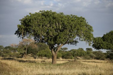 sosis ağaç, kigelia pinnata
